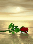 pic for Loves rose